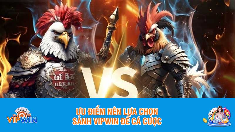 Ưu điểm nên lựa chọn sảnh Vipwin để cá cược