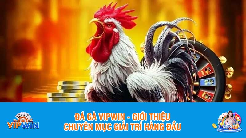 Đá gà Vipwin - Giới thiệu chuyên mục giải trí hàng đầu